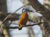 IJSVOGEL