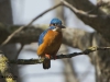 IJSVOGEL