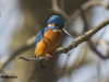 IJSVOGEL