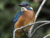 IJSVOGEL