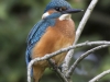 IJSVOGEL
