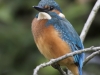 IJSVOGEL