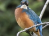 IJSVOGEL