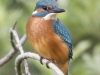 IJSVOGEL