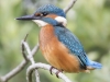 IJSVOGEL