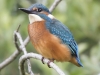 IJSVOGEL