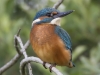 IJSVOGEL