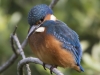 IJSVOGEL