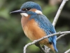 IJSVOGEL