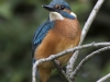IJSVOGEL