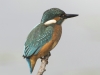 IJSVOGEL