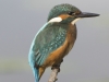 IJSVOGEL