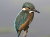 IJSVOGEL