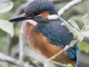 IJSVOGEL