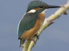 IJSVOGEL
