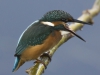 IJSVOGEL