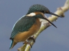IJSVOGEL