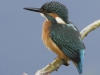 IJSVOGEL
