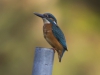 IJSVOGEL
