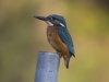IJSVOGEL