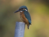 IJSVOGEL
