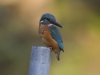 IJSVOGEL