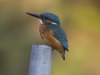 IJSVOGEL