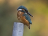 IJSVOGEL