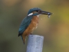 IJSVOGEL