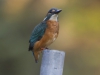 IJSVOGEL