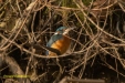 IJSVOGEL 2023