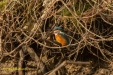 IJSVOGEL 2023