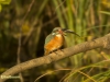 IJSVOGEL
