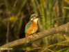 IJSVOGEL