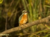 IJSVOGEL