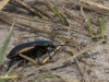 LOOPKEVER(POECILUS VERSICOLOR)