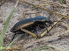 LOOPKEVER(POECILUS VERSICOLOR)
