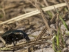 LOOPKEVER(POECILUS VERSICOLOR)