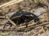 LOOPKEVER(POECILUS VERSICOLOR)