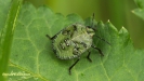 GROENE STINKWANTS