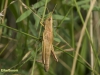 GOUDEN SPRINKHAAN
