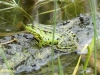 GROENE KIKKER