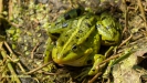 GROENE KIKKER 2016