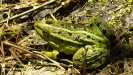 GROENE KIKKER 2016