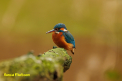 FOTO REPORTAGE VAN ONZE IJSVOGELS  2024