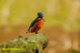 PRACHTIGE SERIE IJSVOGEL FOTO,S WAAR JE BEST  WEL EEN BEETJE TROTS OP MAG WEZEN.