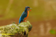 PRACHTIGE SERIE IJSVOGEL FOTO,S WAAR JE BEST  WEL EEN BEETJE TROTS OP MAG WEZEN.