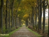MOOIE LAAN IN HERFSTKLEUR