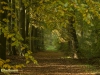 MOOIE LAAN IN HERFSTKLEUR