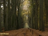 EURSINGE
